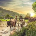 E-Insurance Services for Rural India: Challenges & Opportunities